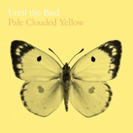 Pale Clouded Yellow