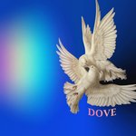 Dove (Instrumental)