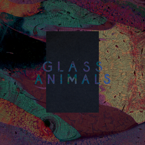 Black Mambo / Exxus by Glass Animals on MP3, WAV, FLAC, AIFF & ALAC at Juno  Download