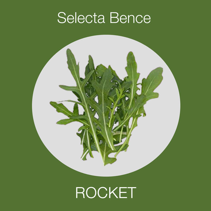 SELECTA BENCE - Rocket