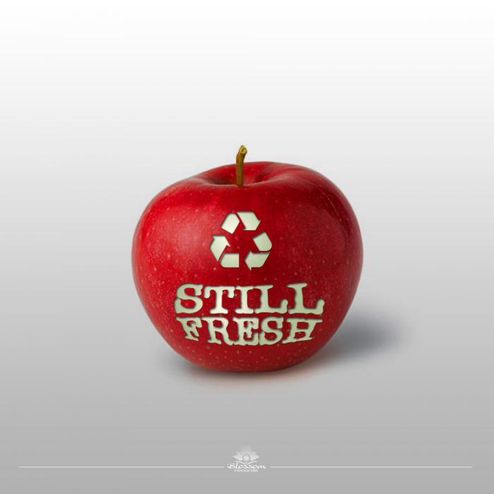 VARIOUS - Still Fresh