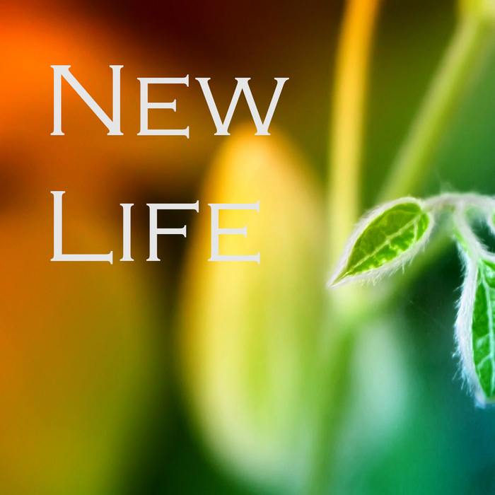 New l. New Life надпись. New Life картинки. New Life обложка. New Life заставка.