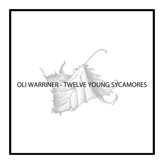 OLI WARRINER - Twelve Young Sycamores