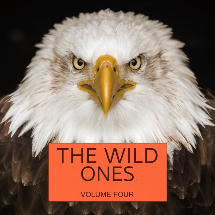 VARIOUS - The Wild Ones Vol 4
