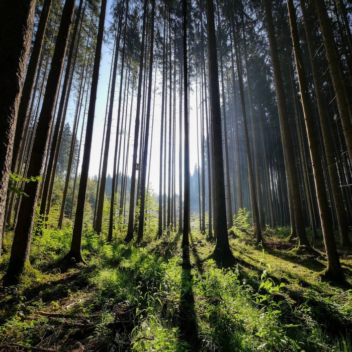 ALEXANDER GORYA - Forest Atmosphere