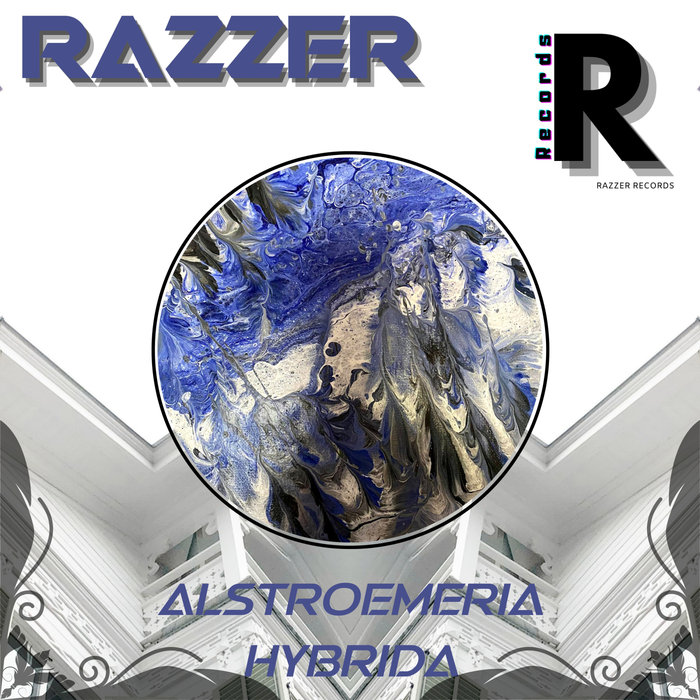 RAZZER - Alstroemeria Hybrida