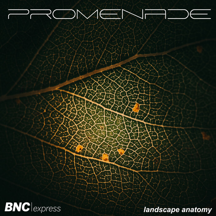 Promenade - Landscape Anatomy