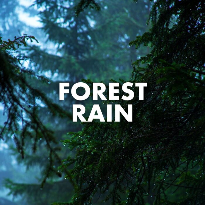 Nature Sounds - Forest Rain