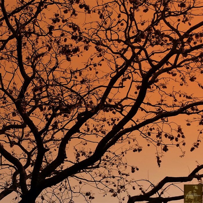 Various Jazz Chops at Juno Download